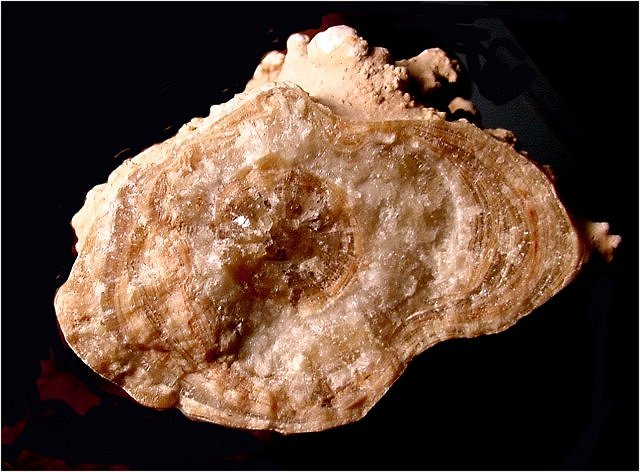 Calcite - Stalactite - End View