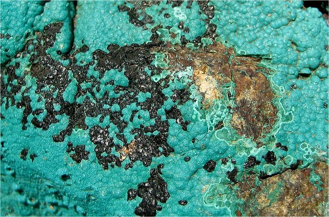 chrysocolla-greenish blue-botryoidal with black tenorite