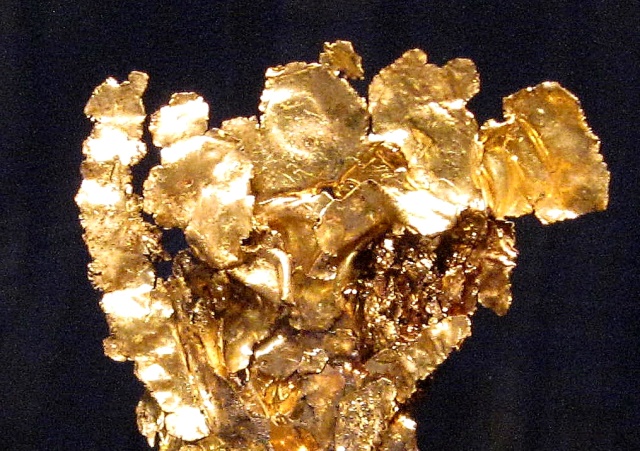 gold-thin leaves-Nevada