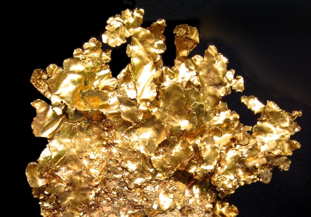 gold-thin leaves-Nevada