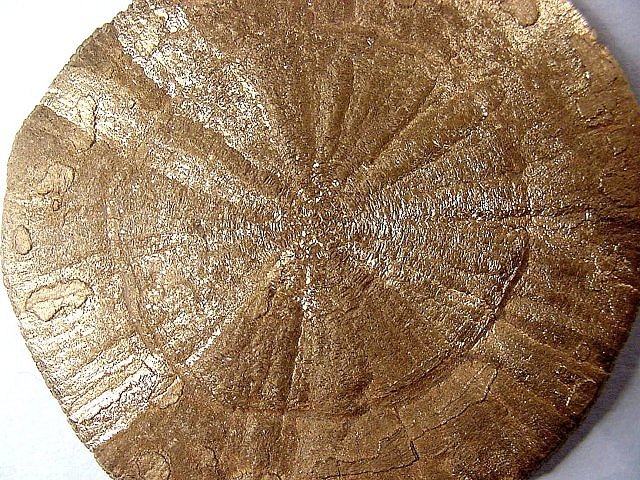 marcasite-yellow brown semi-metallic luster-round disk-4