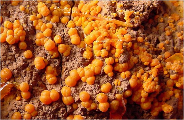 mimetite-orange spheres with wulfenite-103e