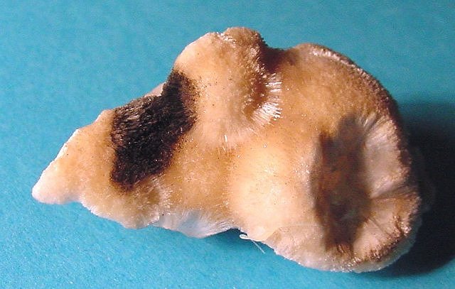 natrolite-tan and dark brown fuzzy surface