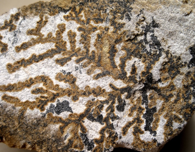 psilomelane-black and brown dendrites