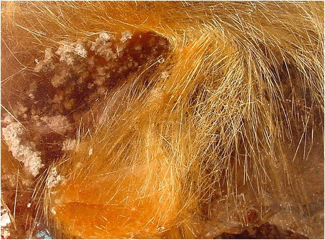 Rutile - Yellow Hair-like Crystals Embedded In Clear Quartz