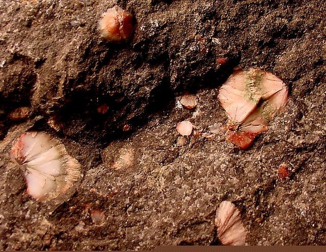 Thomsonite Filling Voids In Basal