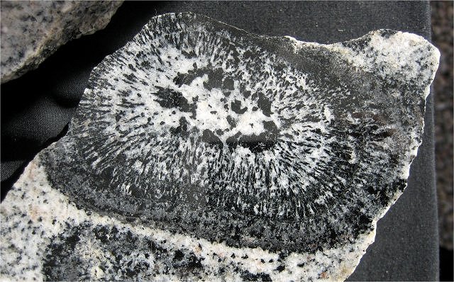 Granite - orbicular closeup - Australia