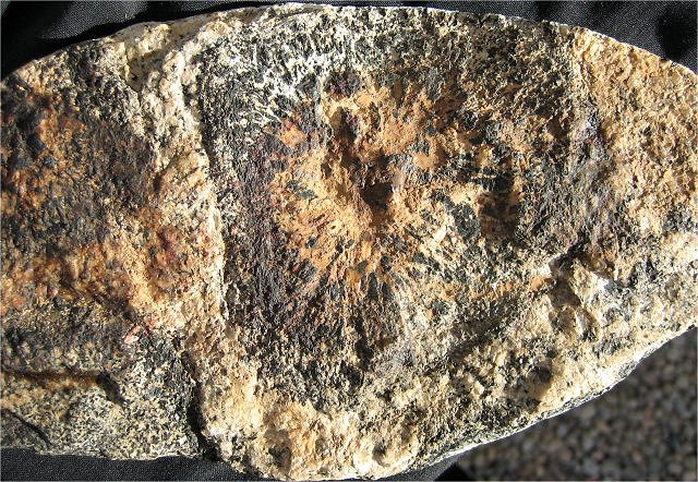 granite orbicular closeup weathered Australia