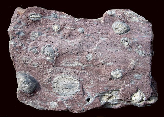 rhyolite with inclusions