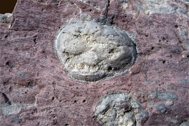 rhyolite with inclusions