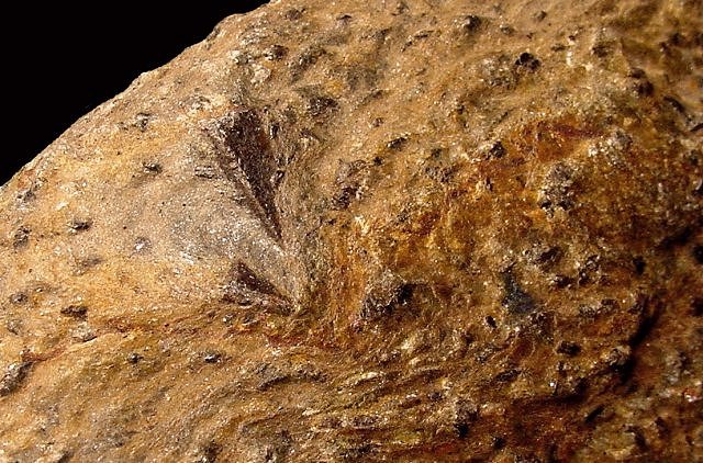 schist with garnet phenocrysts