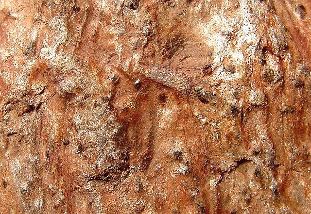 Schist - With Garnet Phenocrysts
