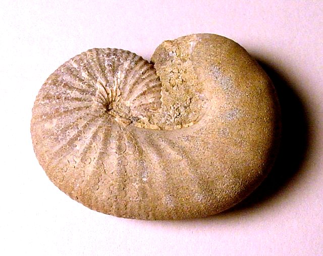 Ammonite - cephalopod species - scaphites, south dakota
