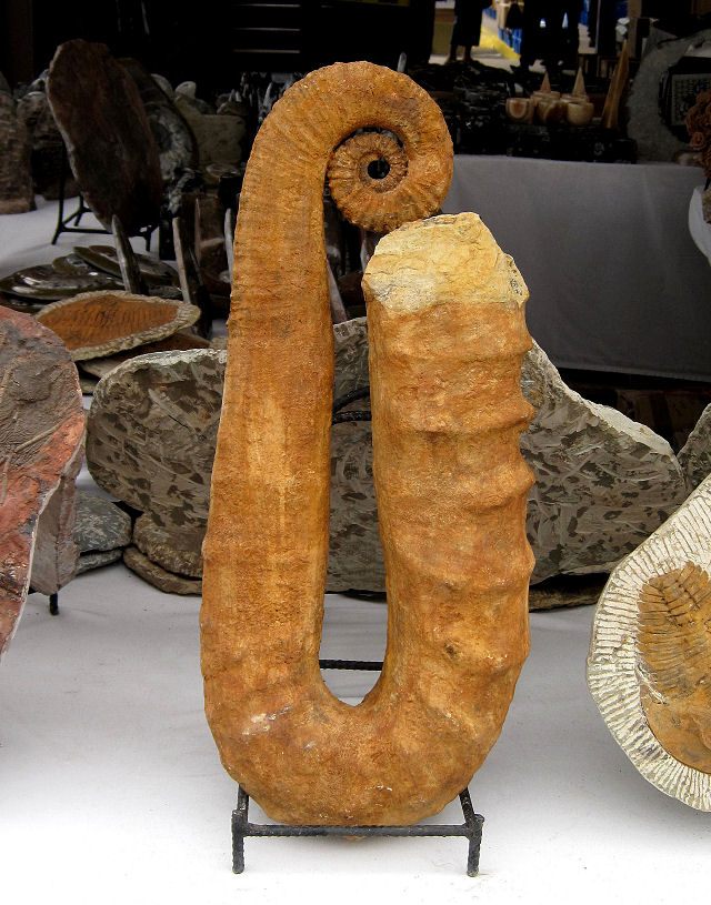 Ammonite courtesy of Adnane Fossils