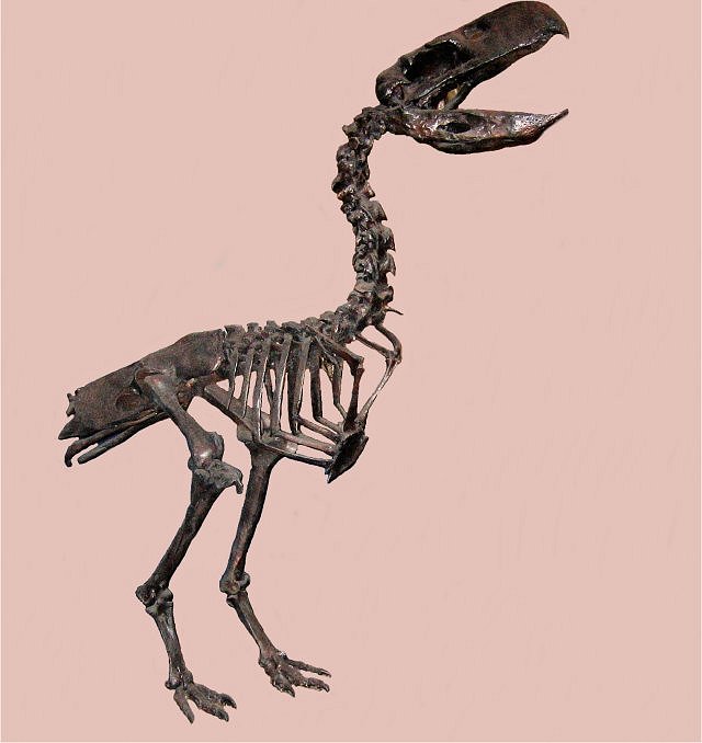 Bird Paraphysiornis Brasiliensis Better Known As The Terror Bird - Early Oligocence -30 Million Years Tremembe, Sao Paulo, Brazil Muse Of Natural History Los Angelos Ca