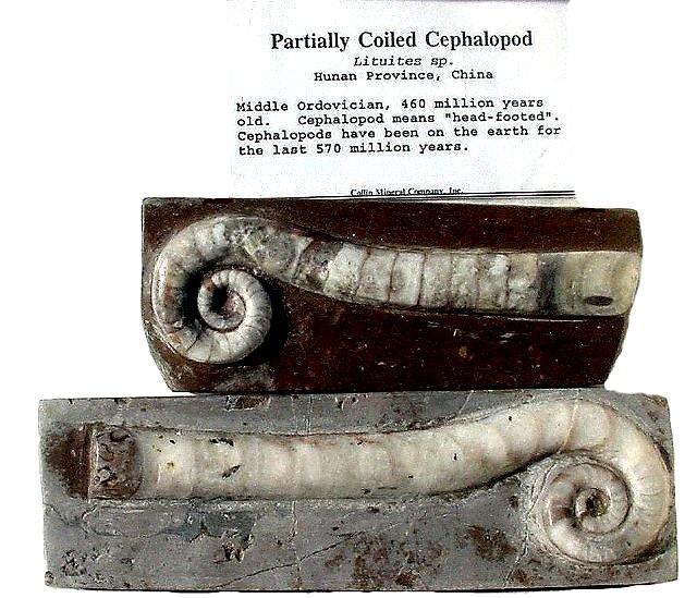 Cephalopod Lituites partially coiled cephalopod Middle Ordovician, Hunan Province China