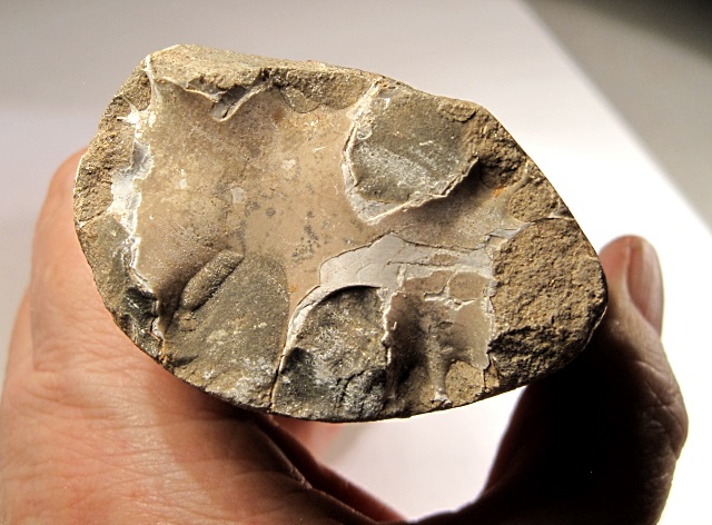 Cephalopod baculites showing the sutures along a cross sectional view