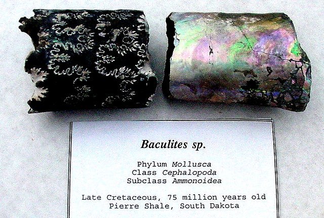 Cephalopod baculites showing the sutures beneath mother of pearl shell Late Cretaceous Pierre Shale North Dakota