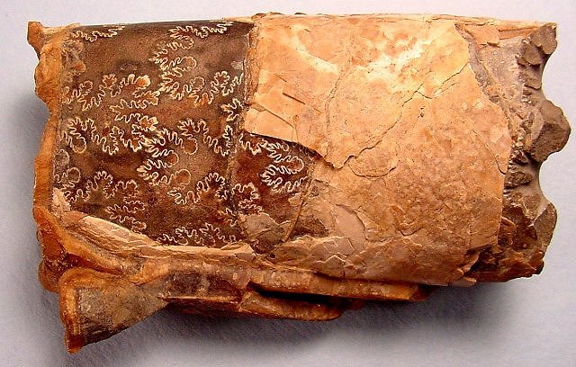Cephalopod baculites showing the sutures beneath outer shell
