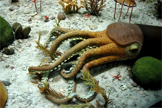 Cephalopod nautiloid Exhibit Museum of Natural History, University of Michigan, Ann Arbor, Michigan