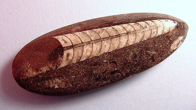 Cephalopod nautiloid highly polished