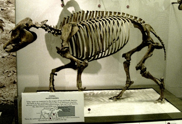 Mammal Fossil Of Tapir Skeleton, Tapirus Excelsus, Musem Of Natural History, New York