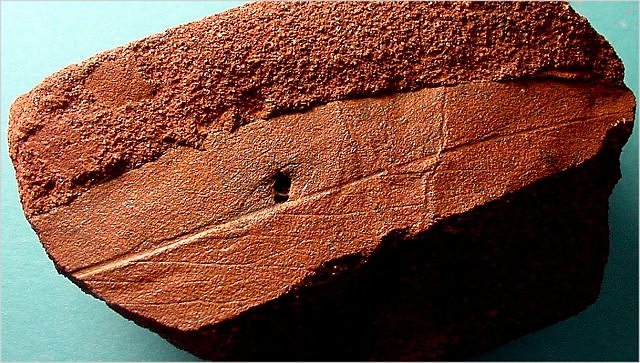 Plant Fossil Plant Leaf Species And Location Unknown