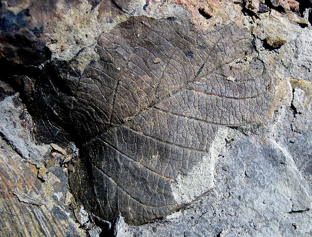 Plant Fossil Plant Leaves, Species Unknown, Paonia Colorado