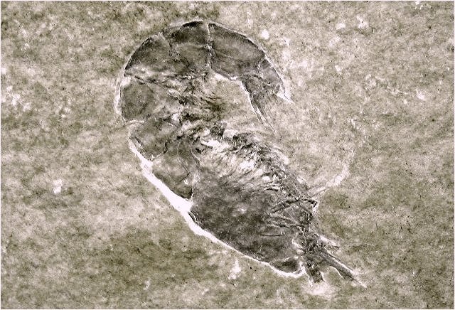 Shrimp fossil - Antrimpos, Upper Jurassic Solnhofen, Germany Haus der Stein
