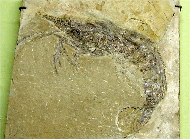 Shrimp fossil - Panaeus speciosus, Germany, Jurassic, Exhibit Museum of Natural History, University of Michigan, Ann Arbor, Michigan