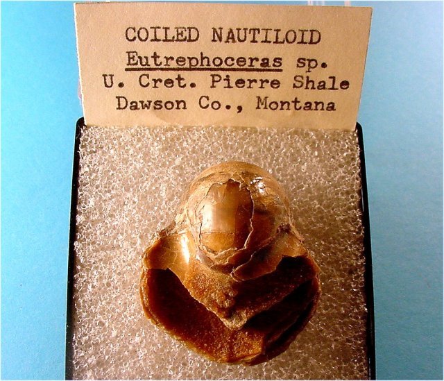 ammonite Eutrephoceras sp.-1 (actually a coiled nautiloid) Pierre Shale-Upper Cretaceous Dawson County, Montana width_ 2.8 cm 74
