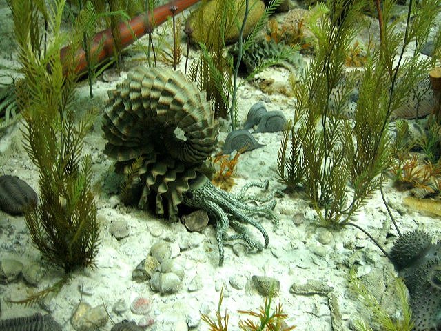 ammonite Fossil model is on display at the Exhibit Museum of Natural history, University of Michigan, Ann Arbor, Michigan