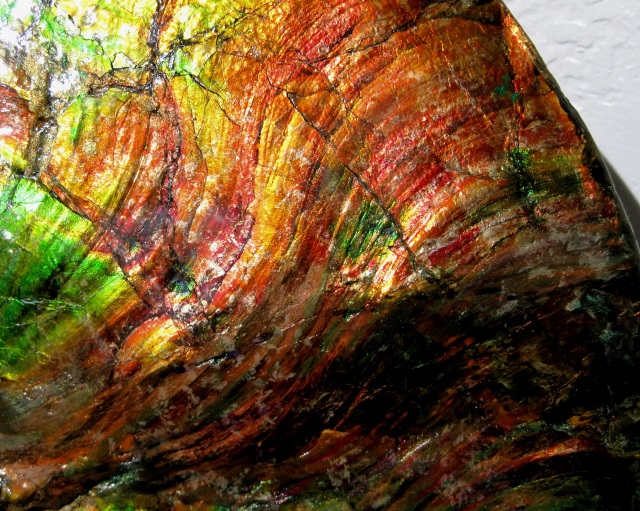 ammonite Placenticeras meeki (Cretaceous) colorful mother-of-pearl shell closer view