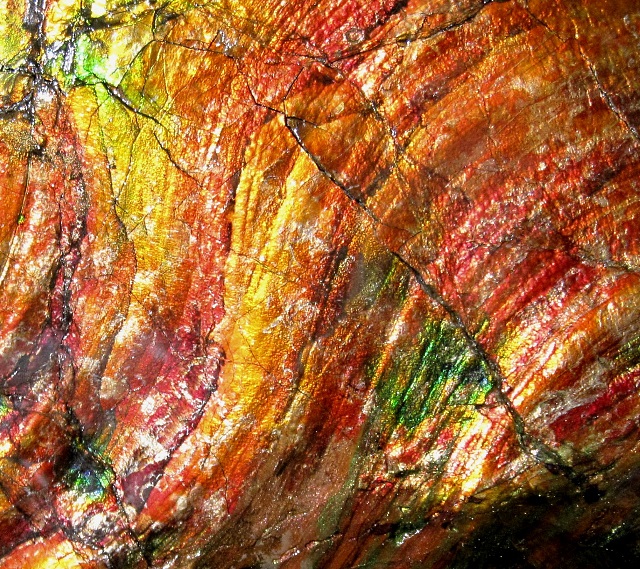 ammonite Placenticeras meeki (Cretaceous) colorful mother-of-pearl shell even closer view