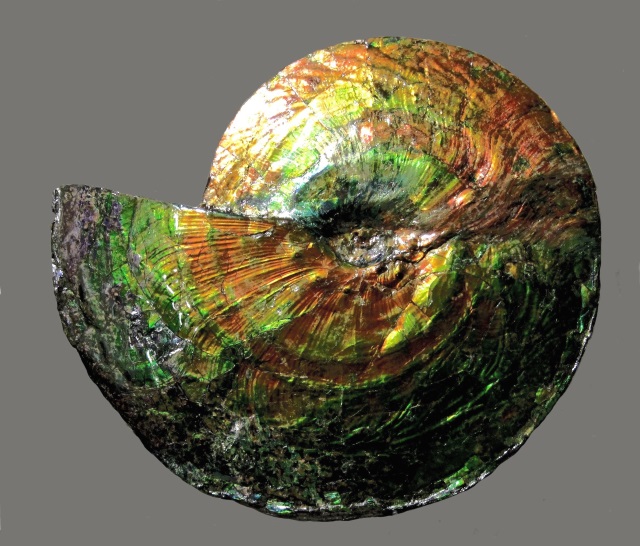 ammonite Placenticeras meeki (Cretaceous) colorful mother-of-pearl shell