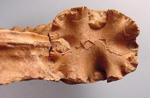 ammonite broken along suture close up South Dakota