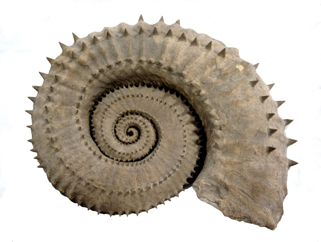 ammonite cephalopod beautifully preserved