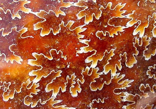 ammonite cephalopod close up suture pattern