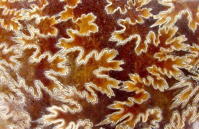 ammonite cephalopod close up suture pattern