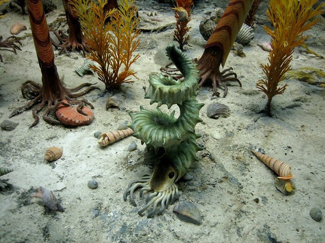 ammonite cephalopod model Museum of Natural history, University of Michigan, Ann Arbor, Michigan