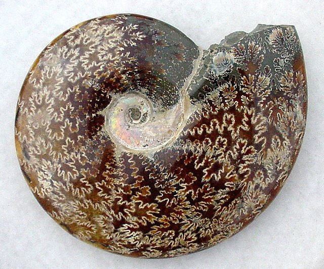 ammonite cephalopod polished with intricate suture pattern
