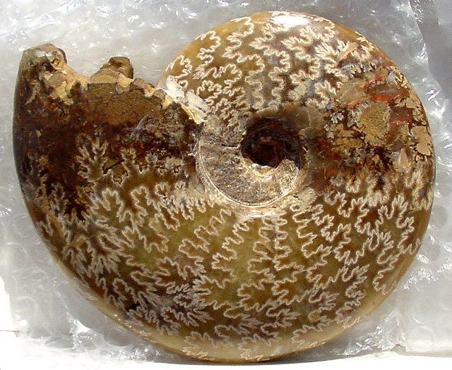 ammonite cephalopod polished with intricate suture pattern Morocco