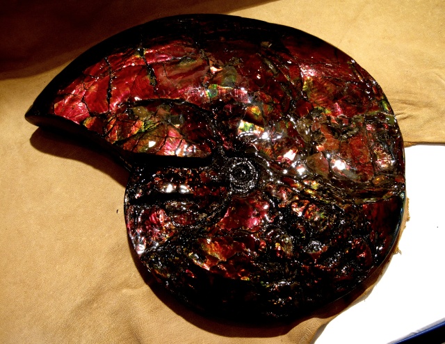 ammonite cephalopod with mother of pearl luster Canada