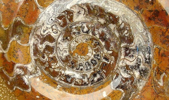 ammonite cut and polished closer view showing chambers from Moroccan imports 2