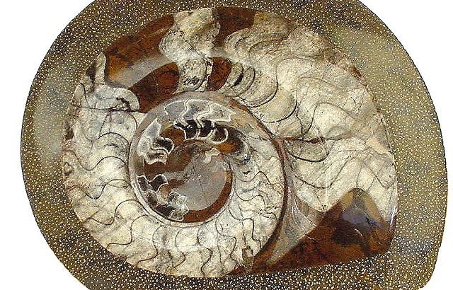 ammonite cut and polished moroccan imports
