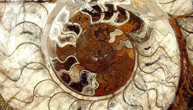 ammonite cut and polished showing sure pattern moroccan imports