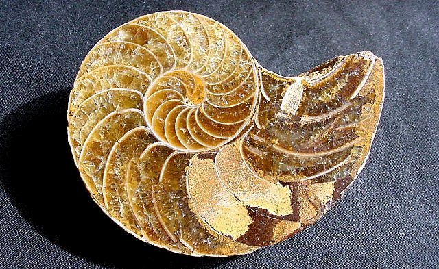 ammonite cut showing chamber international fossil company