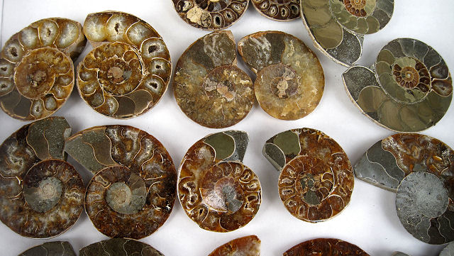ammonite cut showing chambers