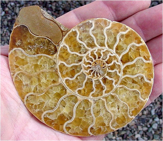 ammonite cut showing chambers courtesey of Ashton bergstrand