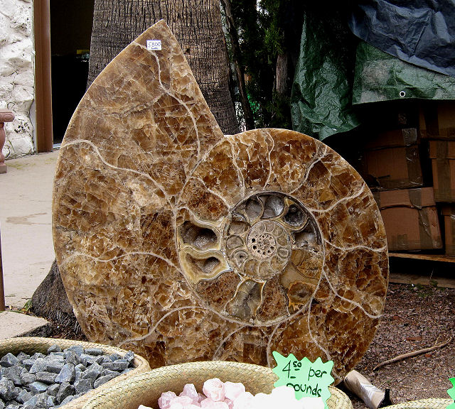 ammonite giant cut and polished